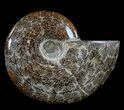 Polished, Agatized Ammonite (Cleoniceras) - Madagascar #54527-1